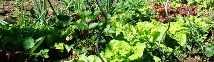 Table d'hôtes à base des légumes du jardin biologique