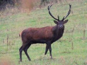 Le cerf pendant la période du brame en Auvergne