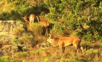  Brame du cerf en Auvergne 