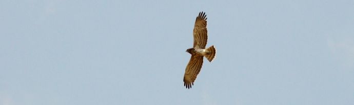 Chambres d'hôtes en pleine nature , faune et flore de l'Auvergne