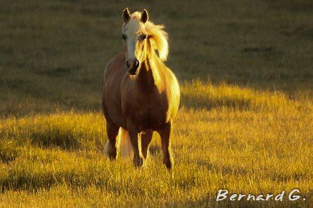Bernard G. Photographie