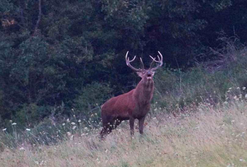 Observation du cerf en séjour Brame du cerf en chambres d'hôtes Auvergne