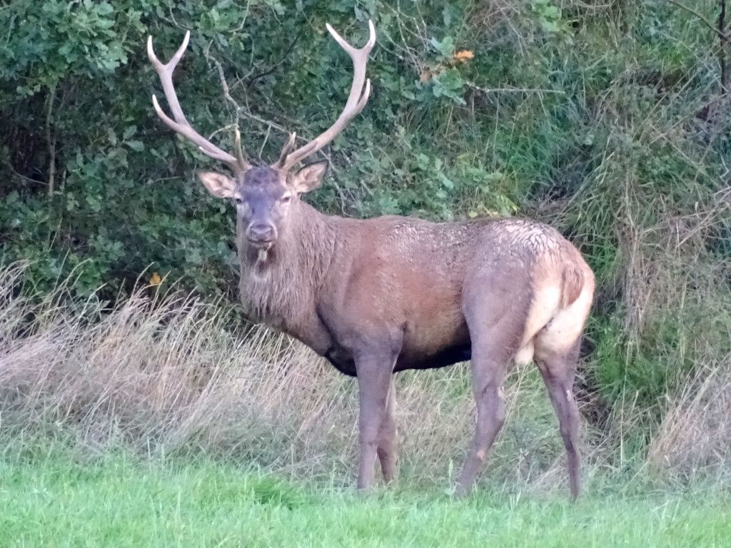 observation lors d'un séjour Brame du cerf en Auvergne