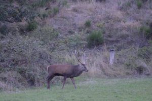 DSC_4077brame du cerf auvergne blesle chambre d hotesmargaridou