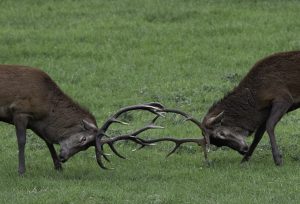 Un combat de cerfs à blesle